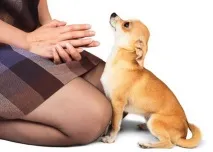 чихуахуа любимец трябва