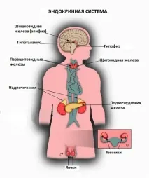 здраве