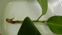 Фікус каучуконосний у будинку його