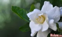 гардения парфюмеристите