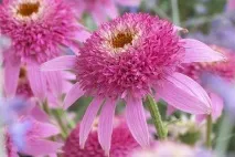 Echinacea purpurea Echinacea purpurea