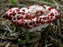 Hydnellum peckii hydnellum