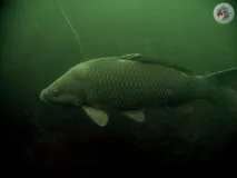 фауна астрахански