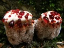 hydnellum hydnellum