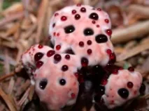 peckii hydnellum
