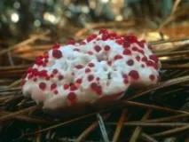 Hydnellum peckii Hydnellum peckii