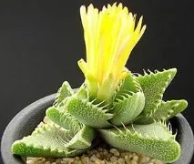 Faucaria домашни Faucaria домашни грижи