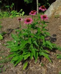 пурпурна Echinacea purpurea
