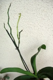 коріння