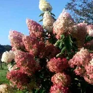Hydrangea paniculata Phantom Hydrangea paniculata