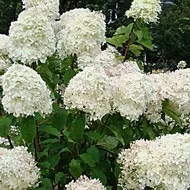 Hydrangea paniculata Phantom paniculata
