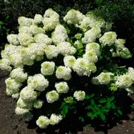 phantom Hydrangea paniculata Phantom