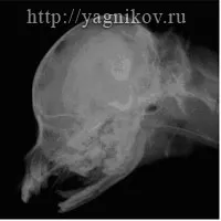 Гідроцефалія карликових порід собак порід