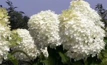 hydrangea phantom