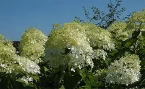 paniculata hydrangea