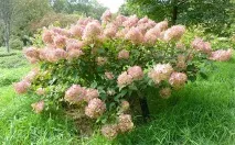 paniculata phantom