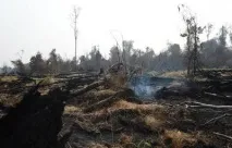 торфените блата торфените блата