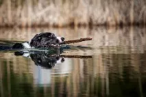 водни водни