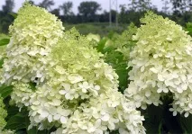 paniculata paniculata