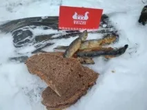Головна сторінка - Візит до Кіжі головна