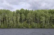 Івінський розлив, Ленінградська область опис, риболовля, відпочинок розлив