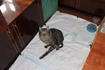 спасяването макс