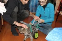 спасяването котката
