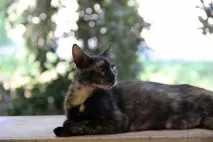 монастир