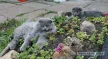 Як коти доглядали пташеня чайки - Hodor було