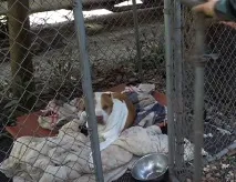 Як позбутися комарів за допомогою вентилятора, спирту та собаки вентилятора