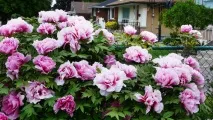 Як продовжити цвітіння рослин, маленькі корисні хитрощі продовжити