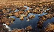 торфен какво