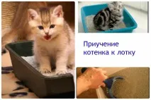 лотком