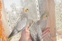 укротите съвети