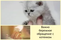 привчити