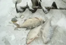 Як зловити ляща у лютому лютому
