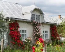 Як продовжити цвітіння рослин, маленькі корисні хитрощі маленькі