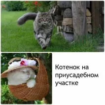 лотком