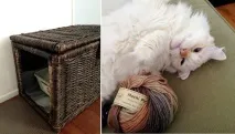 кутията котешки