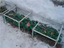 закупени розите