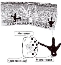 Як УФ-промені діють на шкіру діють