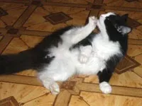 съпруга съпруга