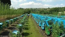 отглеждате отглеждате