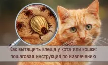 кърлеж кърлеж