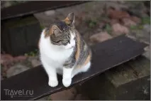 калінінградська