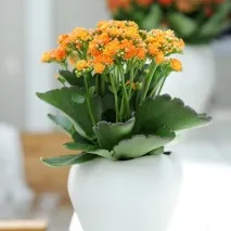 снимки каланхое