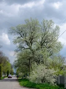 Як виглядає українське село немає