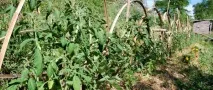 Як вибрати опори для томатів - Сад та город опори