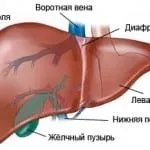 десния киста