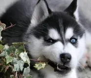 прихований